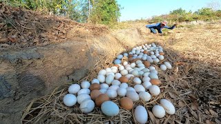 Amazing ! Collect a lot of duck eggs in the field near the tree stump
