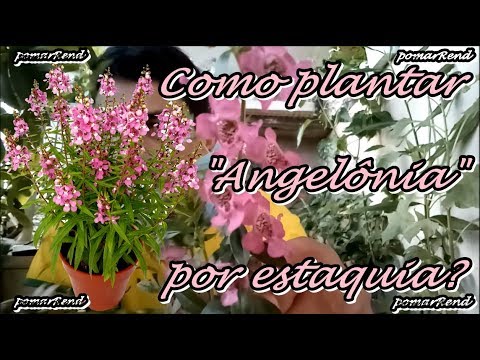 Como plantar "Angelonia" por estaquia?