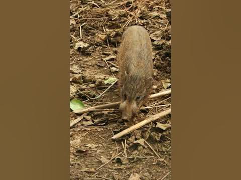 Неуловимая и самая маленькая редкая свинка размером с кошку🐖 Карликовая ...