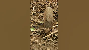 Неуловимая и самая маленькая редкая свинка размером с кошку🐖 Карликовая свинья