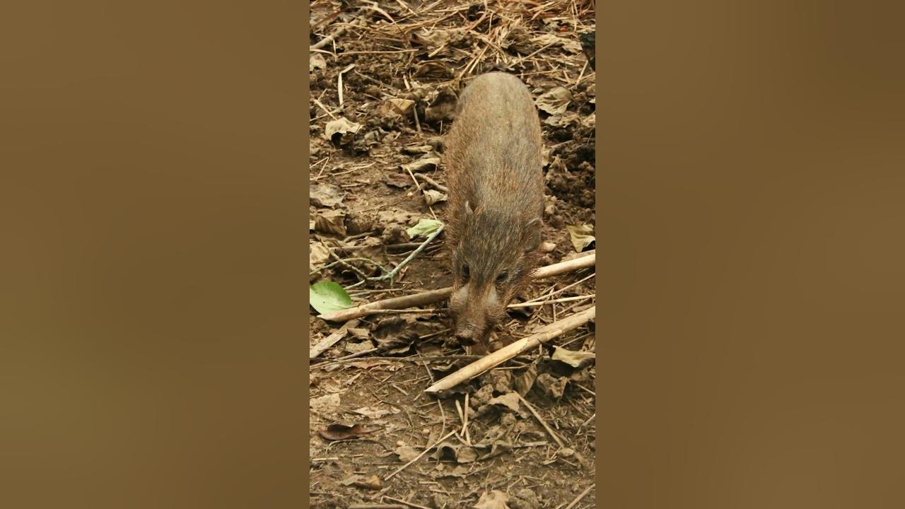 Неуловимая и самая маленькая редкая свинка размером с кошку🐖 Карликовая ...