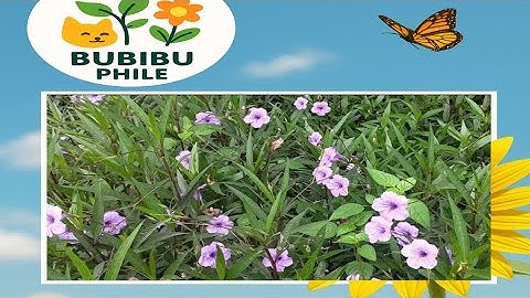 Ruellia atau Bunga Kencana Ungu dan Manfaatnya