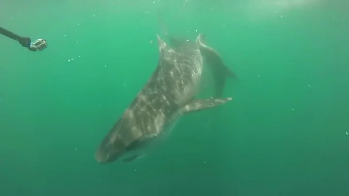 Massive Tiger Shark Attacks Hammerhead Shark   Longer Edit