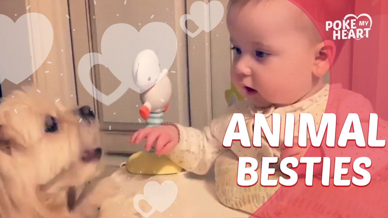 Their Best Animal Friend - YouTube