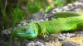 Lagarto verde (Híjas, Cantabria). Alejandro G. Herrera