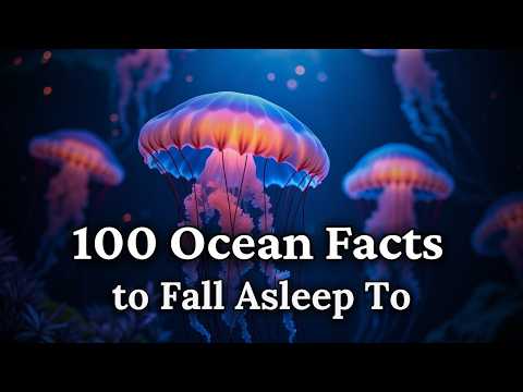 The Most Relaxing Ocean Facts To Fall Asleep To Dreamy Science