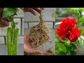 Hibiscus plant propagation using by aloe vera  very effective method