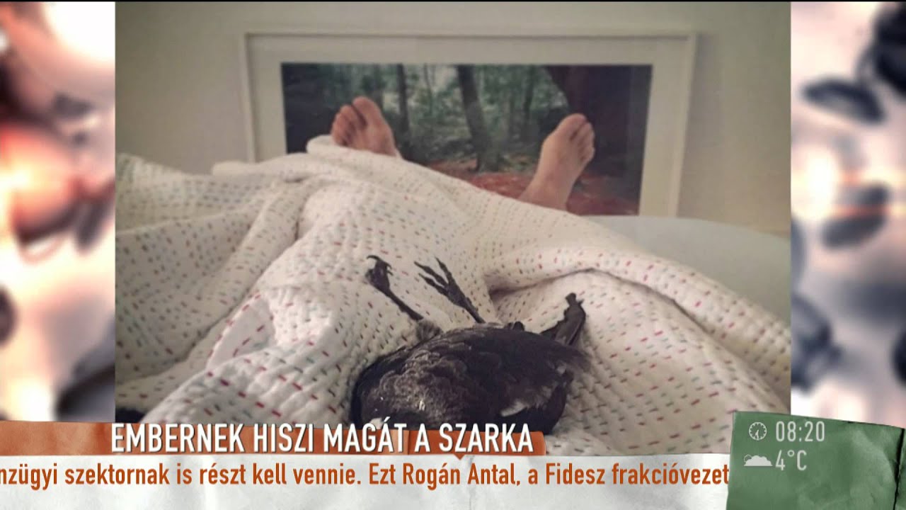 Embernek hiszi magát a szarka - 2015.03.13. - tv2.hu/mokka