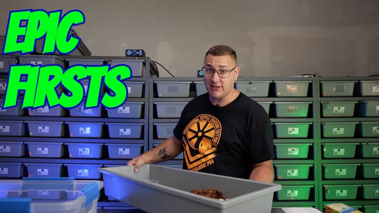 Epic Clutch Day: Double Clutches, Cutting, and Box Test Results!