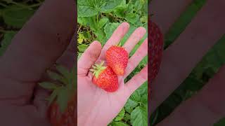 Harvesting mushrooms, strawberries and a few blueberries from the forest garden