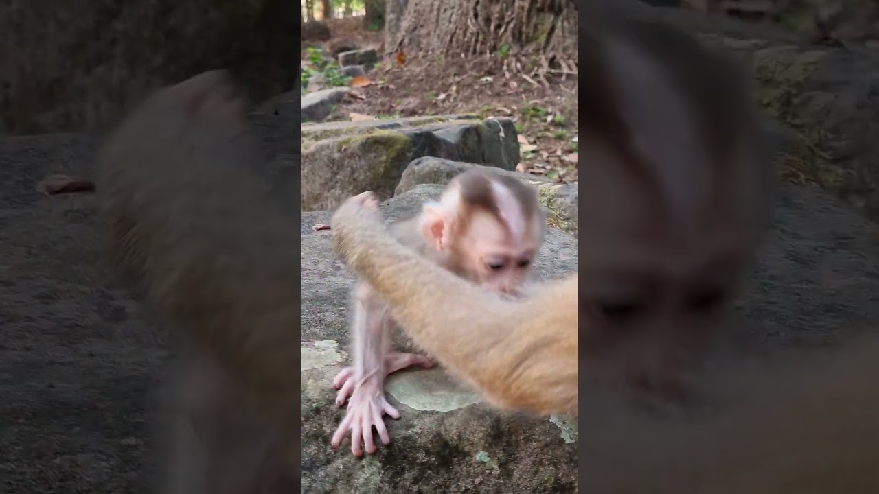 Amazing Baby Monkey Happy With Mom Cute Care 