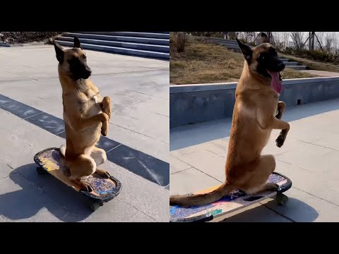 Belgian Malinois Dog Has The Most Incredible Skateboarding Skills