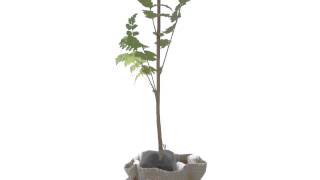 Rowan Tree - The Tree of Life