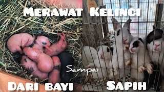 CARA MERAWAT BAYI KELINCI BARU LAHIR SAMPAI SIAP DI SAPIH DARI INDUKNYA