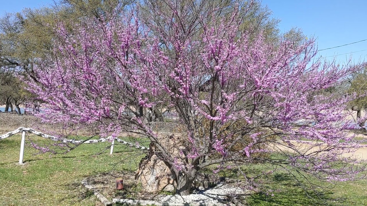 FIRST DAY OF SPRING March 20, 2021  YouTube