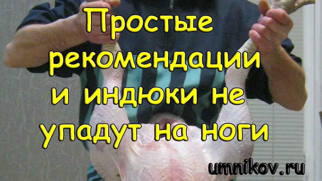 Индюки садятся на ноги. Чтобы ноги у индюков были прямыми.