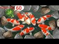 Serok Ikan Hias, Ikan Warna Warni Dalamkolam, Ikan Mas Koki, Ikan Koi, Ikan Komet , IkanCupang #60