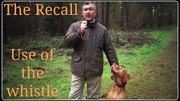 Is a whistle good for dog recall?