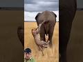 #animals #chhotaalivlogs