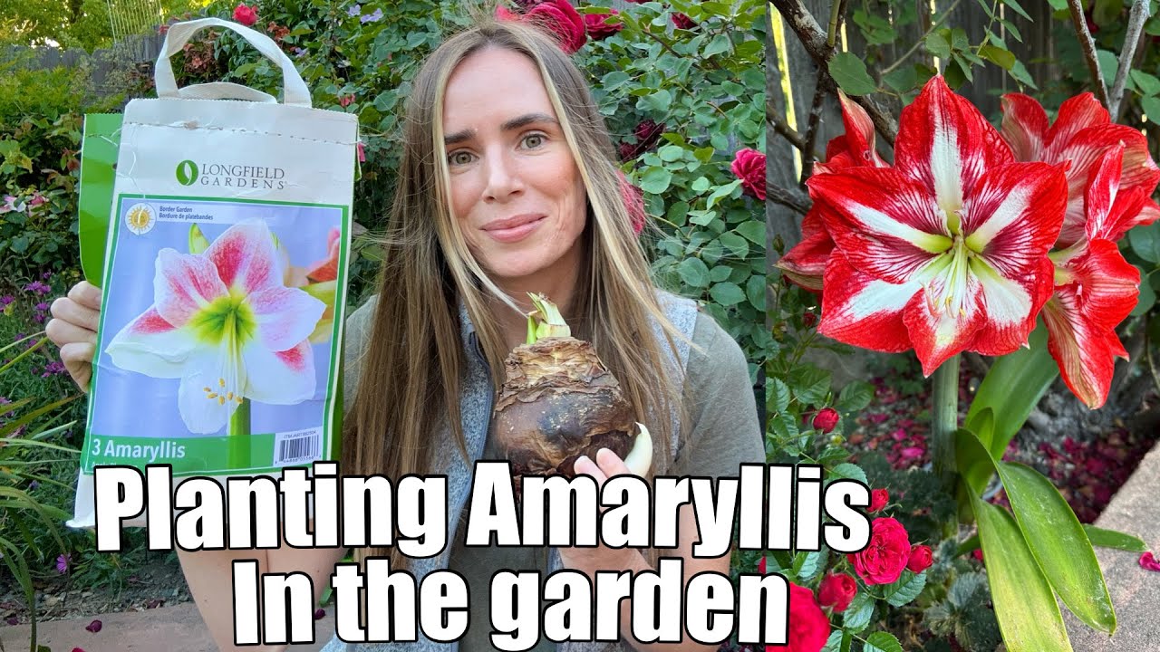 Planting AMARYLLIS OUTDOORS! (+ UPDATE: last years Amaryllis are BLOOMING)