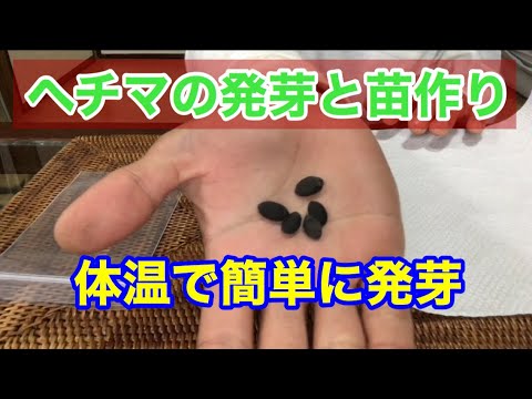 家庭菜園 - ヘチマの発芽と苗作り