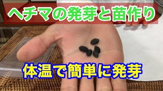 家庭菜園 ヘチマの発芽と苗作り Youtube