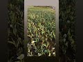 Пение птиц 🌷🌷🌷 Тюльпановая поляна