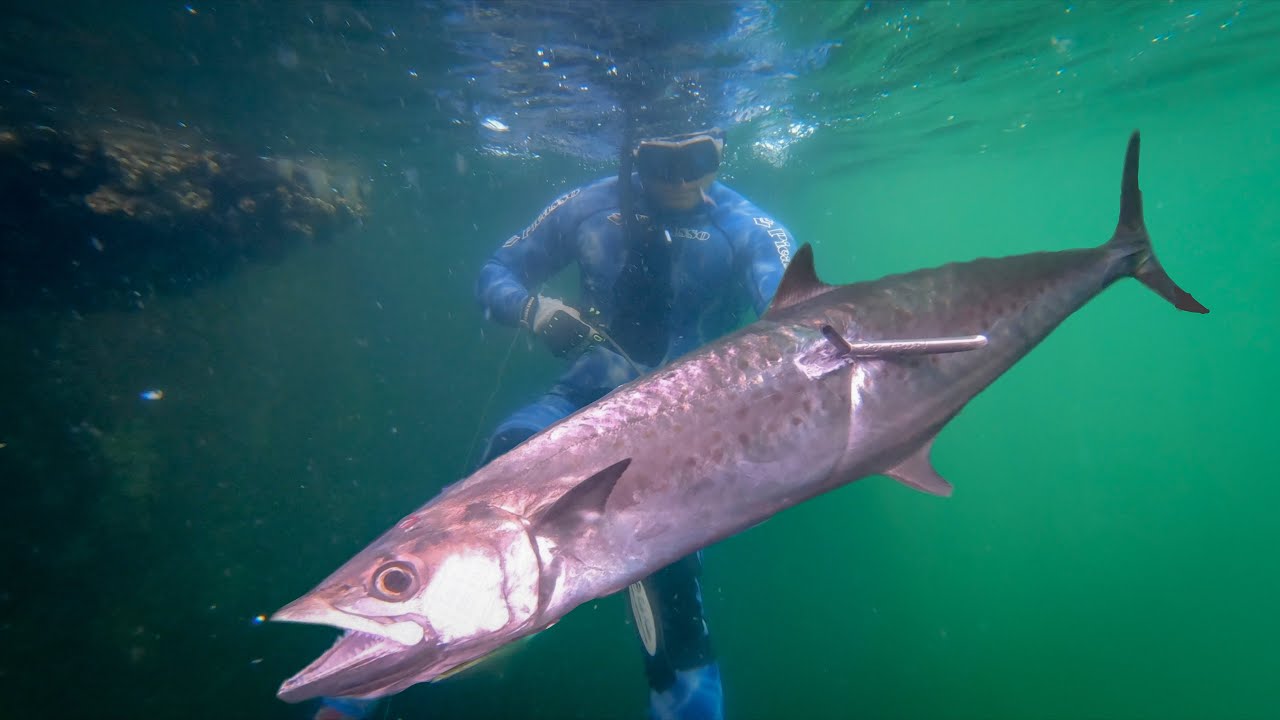 SPEARFISHING KINGFISH AND CARITE | Trinidad and Tobago