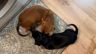 Miniature dachshund siblings reunite and play! by April Showers Bring May Flowers 1,702 views 6 months ago 2 minutes, 41 seconds