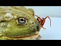 African bullfrog challenges giant centipede,bullfrog vs centipede,super wonderful 非洲牛蛙vs红龙蜈蚣