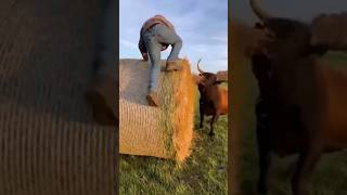 El Toro No Perdona Ni Subirla A La Alpaca A Este Hombre Increíble