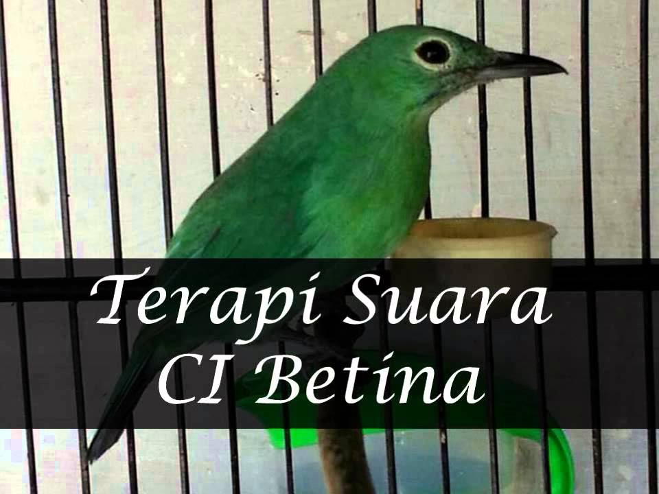 Cucak Ijo Betina Terapi Agar Cepat Gacor Youtube