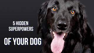 Hidden supper power of your dog