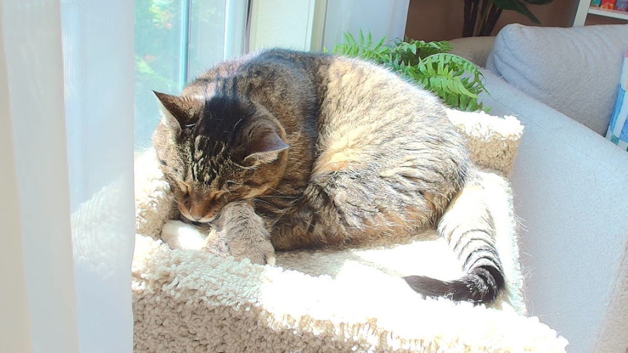 Do Cats Fall Asleep After Grooming? Surprising Facts Revealed