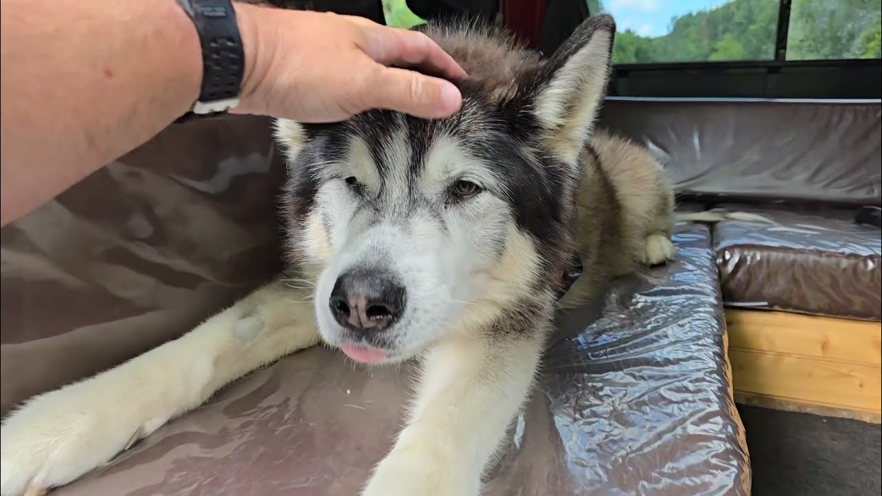 What Happens Next For Sherpa Now He's No Longer Physically Here