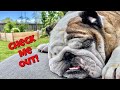 Reuben the Bulldog: Instaroo 9