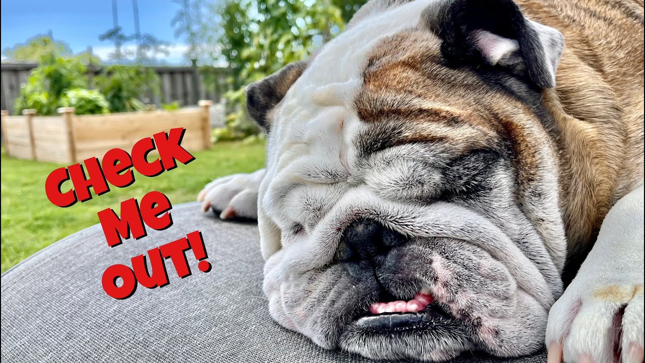 Reuben the Bulldog Instaroo 9 YouTube