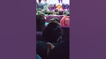 Freshers party vlog part 08 💗✨ #freshers #party #collegelife #invertisuniversity #freshersparty #fun