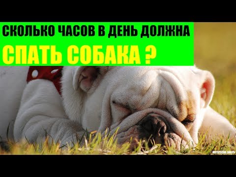 Сколько часов в день должна спать собака?