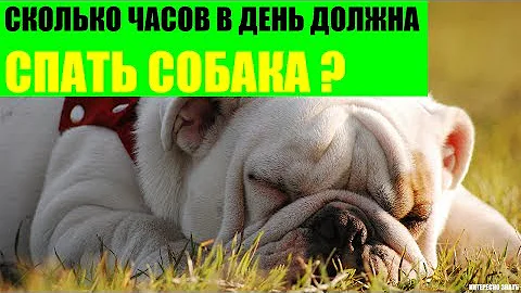 Сколько часов в день должна спать собака?