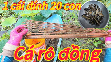 “Bắt cá rô đồng mùa nước lũ / cuộc sống mưu sinh của người nông dân vùng quê “