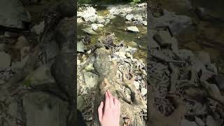 McCormick’s Creek State Park, Indiana. Trail #3  #creek #waterfall #hiking #nature 
