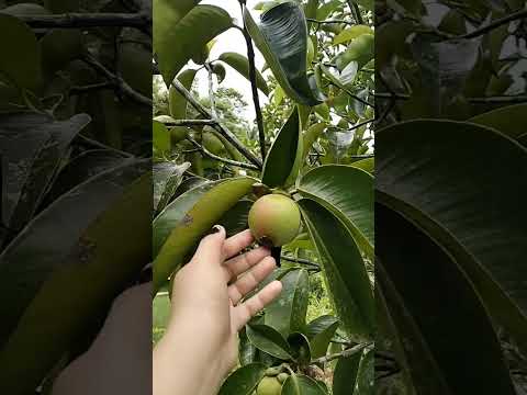 Video: Mangosteen Tree Care - խորհուրդներ Մանգոստինի պտղատու ծառեր աճեցնելու վերաբերյալ