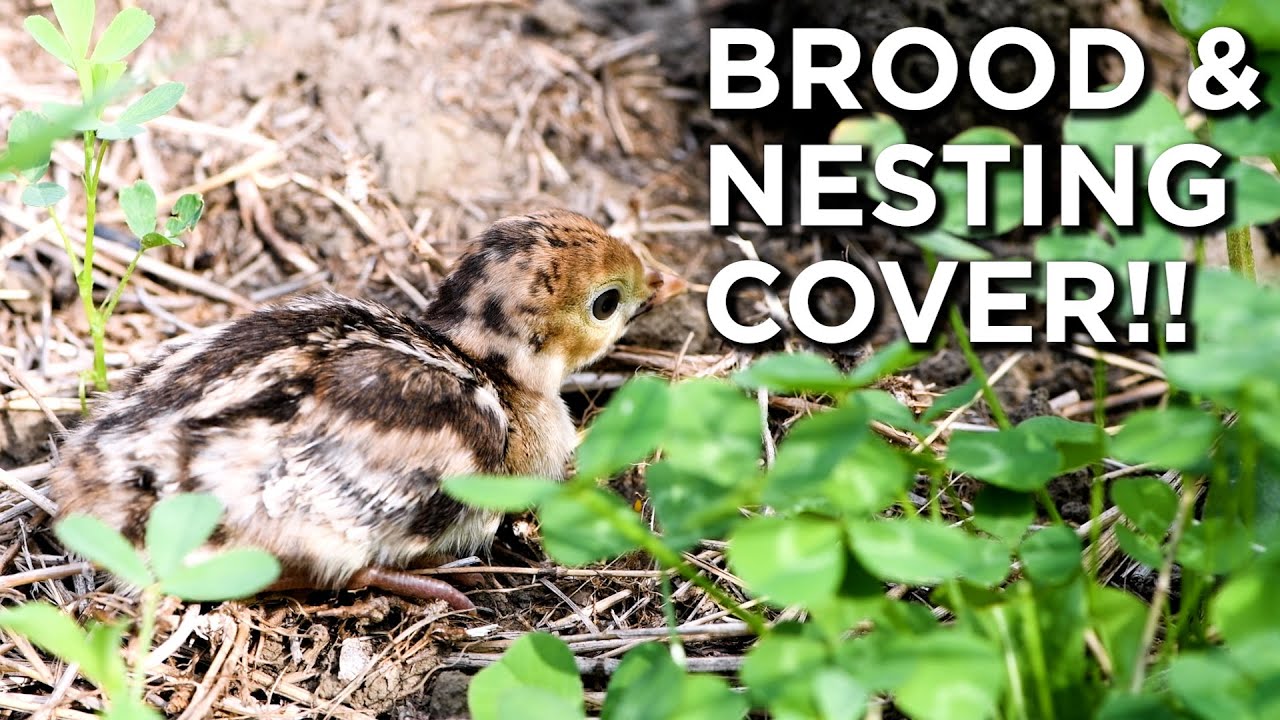 Why You NEED Nesting And Brooding Cover Close For Turkeys! - YouTube