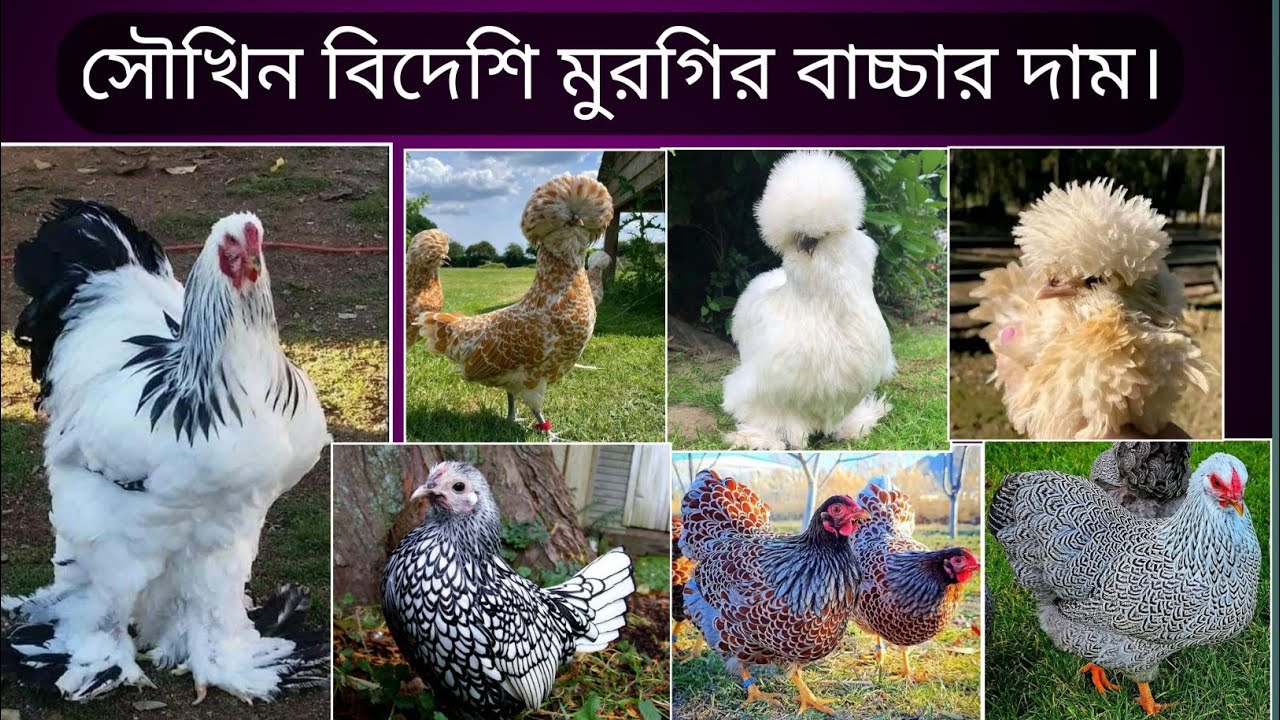 সৌখিন মুরগির দাম জানুন।fancy chicken price in Bangladesh. বিদেশি মুরগির খামার।সৌখিন মুরগির দাম।