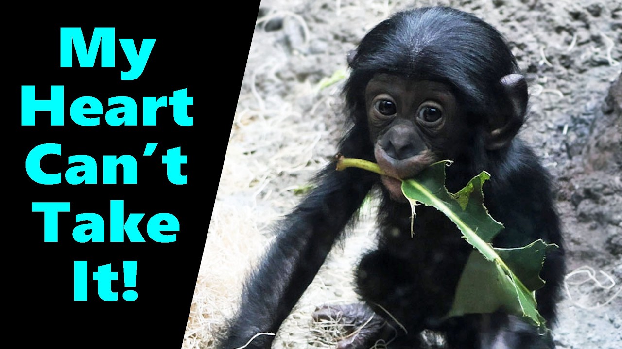 Daisy the Baby Bonobo Will Steal Your Heart—Guaranteed!