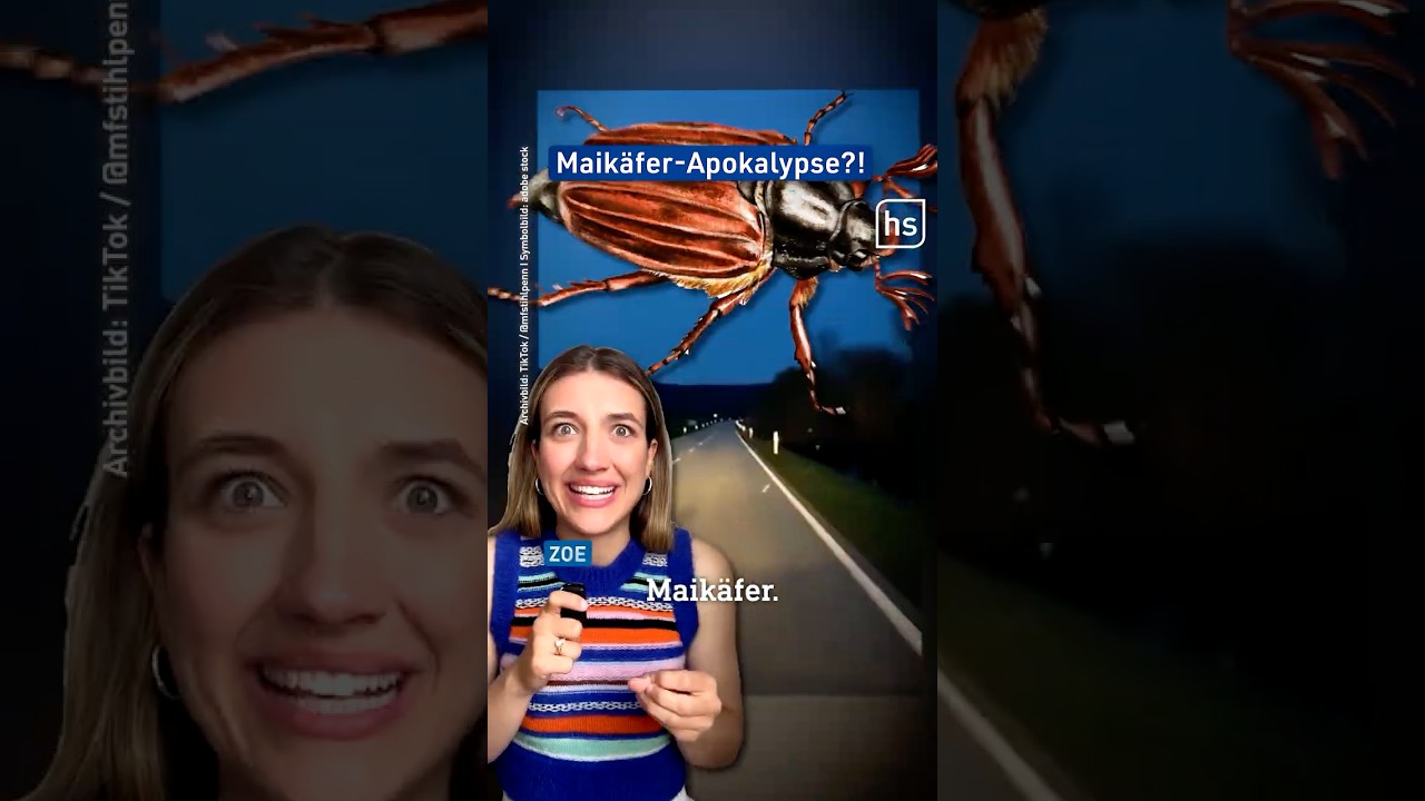 Maikäfer-Massenflug in Südhessen #maikäfer #ried