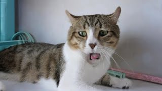 Adorably Clumsy and Hilarious Cats 😂 Must-See Funny Cat Videos 2025 screenshot 5