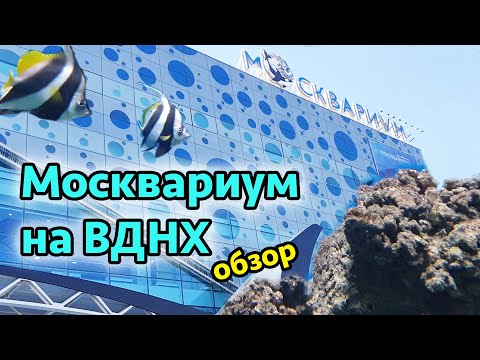 Москвариум на ВДНХ Москва - обзор и аквариума и цены. Достопримечательности Москвы.