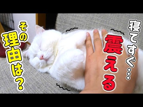 うちの猫は寝ていると突然震えます！その理由とは…？